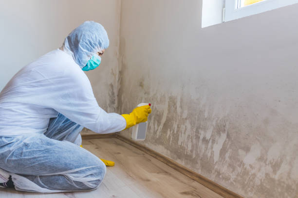 Licensed Black Mold Removal service in Grifton, NC - WQB Mold Removal
